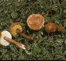 Gyroporus castaneus image