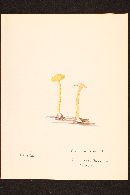 Suillus americanus image