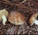 Suillus brevipes var. brevipes image