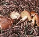 Suillus brevipes var. brevipes image