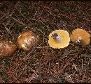 Suillus brevipes image