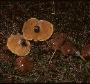 Suillus brevipes image
