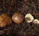 Suillus brevipes image