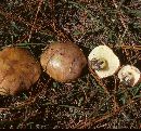 Suillus brevipes image