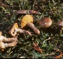 Suillus cothurnatus image