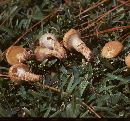 Suillus cothurnatus image