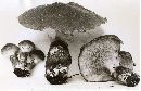 Suillus cavipes image