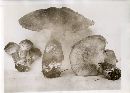 Suillus cavipes image