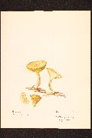 Suillus cavipes image