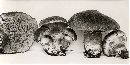 Suillus cavipes image