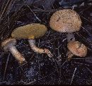 Suillus decipiens image