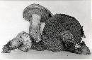 Suillus grevillei image