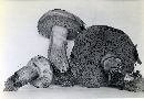 Suillus grevillei image