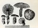 Suillus grevillei image