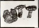 Suillus grevillei image