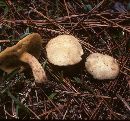 Suillus hirtellus image