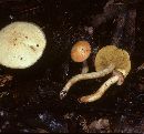 Suillus hirtellus image