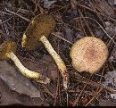 Suillus hirtellus image