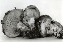 Suillus imitatus image