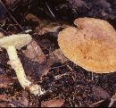 Suillus intermedius image