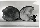 Suillus lakei image