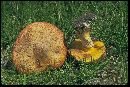 Suillus lakei image