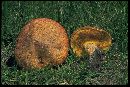 Suillus lakei image