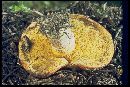 Suillus lakei image