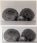 Suillus lakei image