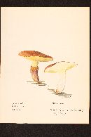 Suillus luteus image