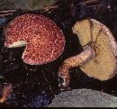 Suillus pictus image