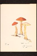 Suillus pictus image