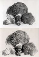 Suillus ponderosus image