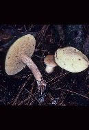 Suillus placidus image