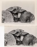 Suillus punctatipes image