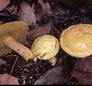 Suillus punctipes image