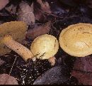 Suillus punctipes image