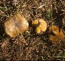 Suillus salmonicolor image