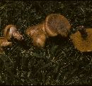 Suillus salmonicolor image