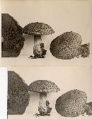 Suillus tomentosus image