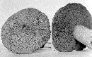 Suillus tomentosus image