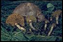 Suillus umbonatus image