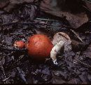 Tylopilus ballouii image