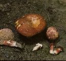 Tylopilus ferrugineus image