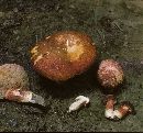 Tylopilus ferrugineus image