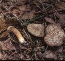 Tylopilus fumosipes image