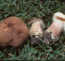 Tylopilus indecisus image