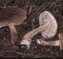 Tylopilus indecisus image