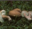 Tylopilus indecisus image