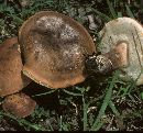 Tylopilus indecisus image